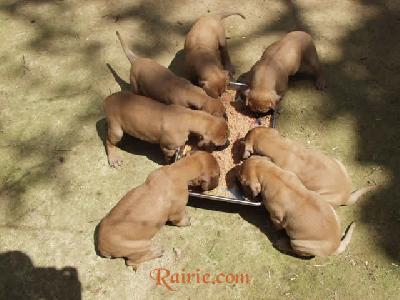 Ugo Des Terres De La Rairie