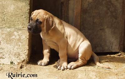 Ubu Des Terres De La Rairie