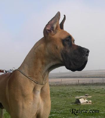 Uljas Des Terres De La Rairie