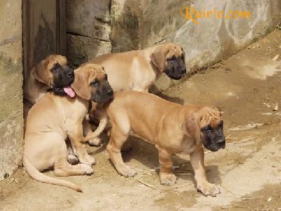 Ulricho Des Terres De La Rairie