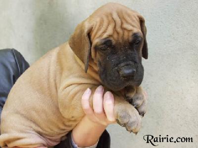 Ulricho Des Terres De La Rairie