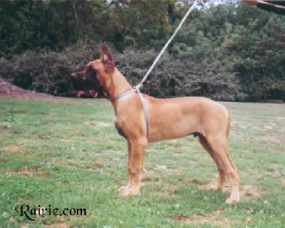 Ulricho Des Terres De La Rairie