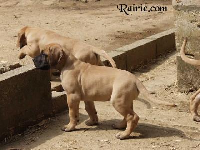 Ulanka Des Terres De La Rairie