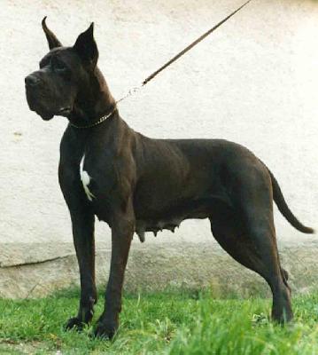 Magia Nera (di Ripa Vertigo)