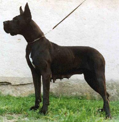 Magia Nera (di Ripa Vertigo)