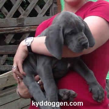 Erwin Von Der Osterau