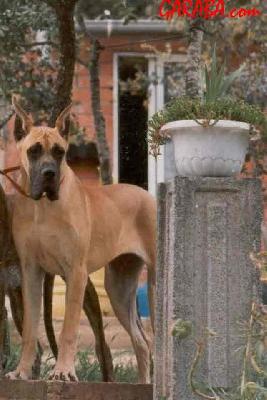 Raquel-welch De Garaba