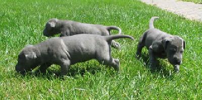 Korona Vom Hause Wagner