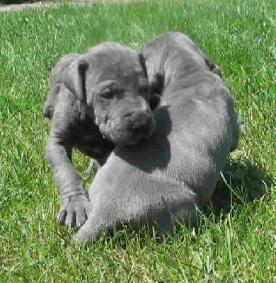 Kontessa Apollonia Vom Hause Wagner