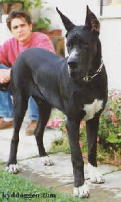 Kis Srhd Szpe Aletta