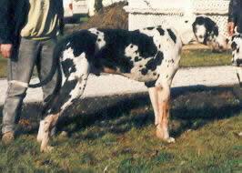 Thor Vom Haus Gerwin