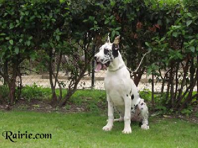Tigerin De La Carpentellerie