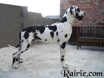 Ulon�as Des Terres De La Rairie