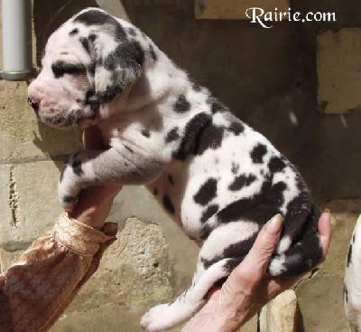 Ulon�as Des Terres De La Rairie