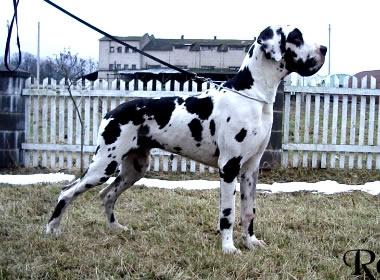 Ulon�as Des Terres De La Rairie