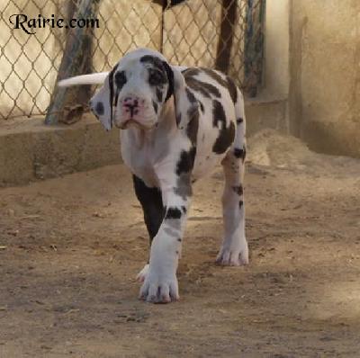 Usumacinta Des Terres De La Rairie