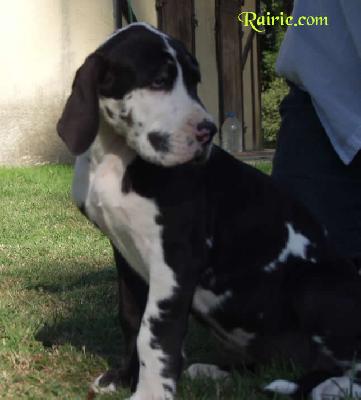 U�jodie Des Terres De La Rairie