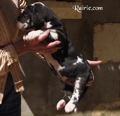 U�jodie Des Terres De La Rairie