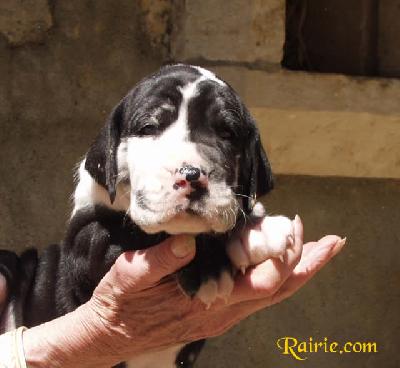 U�jodie Des Terres De La Rairie