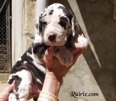 Udivine Des Terres De La Rairie