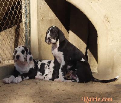 Udivine Des Terres De La Rairie