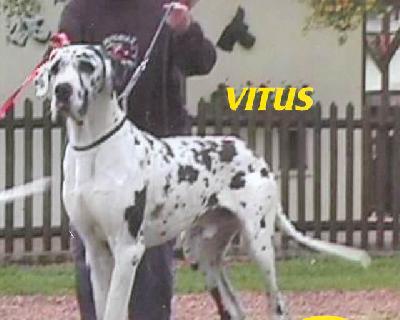 Vitus Het Waasse Hof