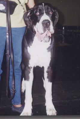 Renzo De La Zootaxie