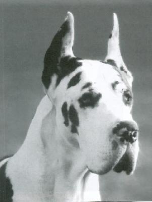 Ch Helmlake Tompkins