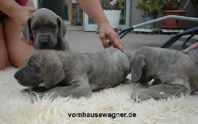 Locudus Vom Hause Wagner