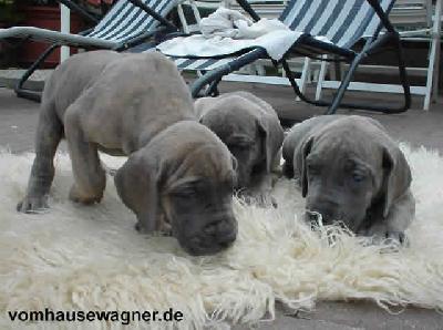 Locudus Vom Hause Wagner