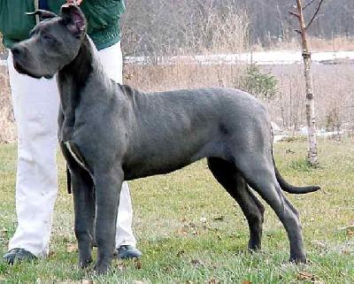 Liesel Vom Hause Wagner