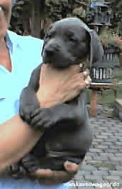 Lolita Vom Hause Wagner