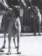 Ch Oro Puro De Garaba