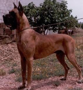 Ch Oro Puro De Garaba