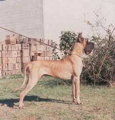 Ch Oro Puro De Garaba