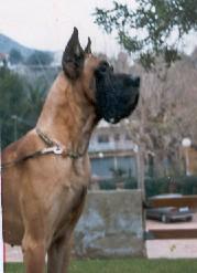 Ch Oro Puro De Garaba