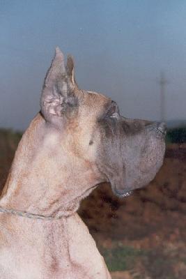Ch Oro Puro De Garaba
