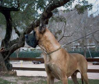 Ch Oro Puro De Garaba