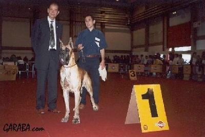 Ch Amigo De Garaba