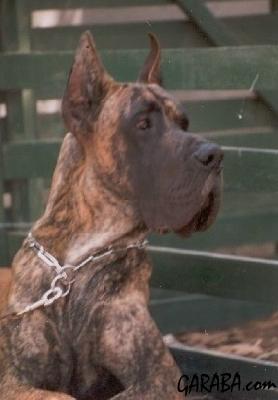 Ch Atrellu De Garaba