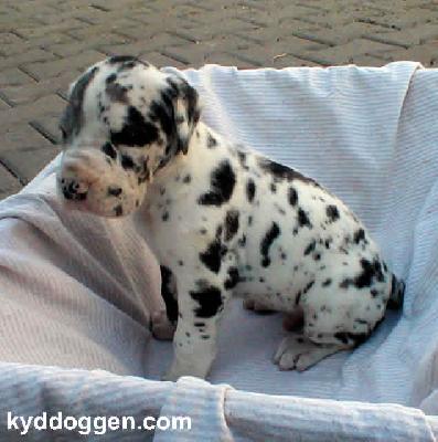 Xenorov Von Schlesien