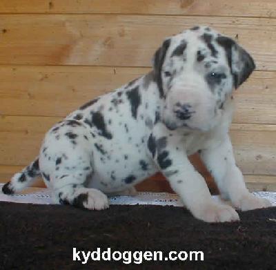 Xatena Von Schlesien