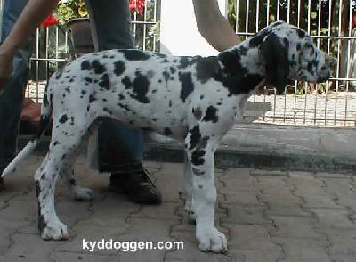 Xatena Von Schlesien