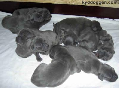 Baronesse Vom Teuchelwald