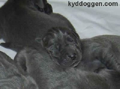 Bona Vom Teuchelwald