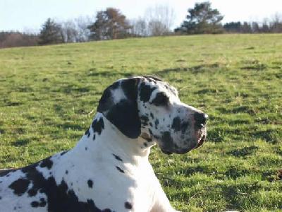 Perlane De La Templerie De Gourdole