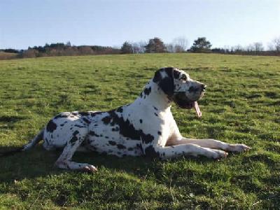 Perlane De La Templerie De Gourdole