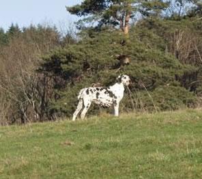Perlane De La Templerie De Gourdole