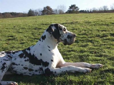 Perlane De La Templerie De Gourdole