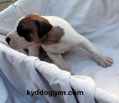 Yannik Von Schlesien